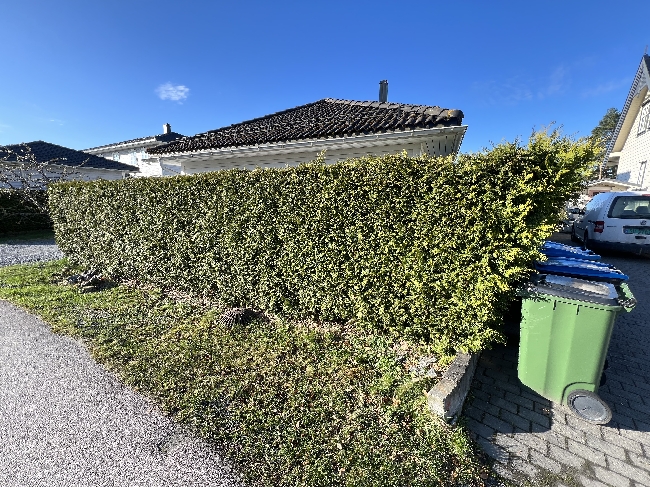Trenger hjelp til å trimme hekk – Fetsund (Lillestrøm)