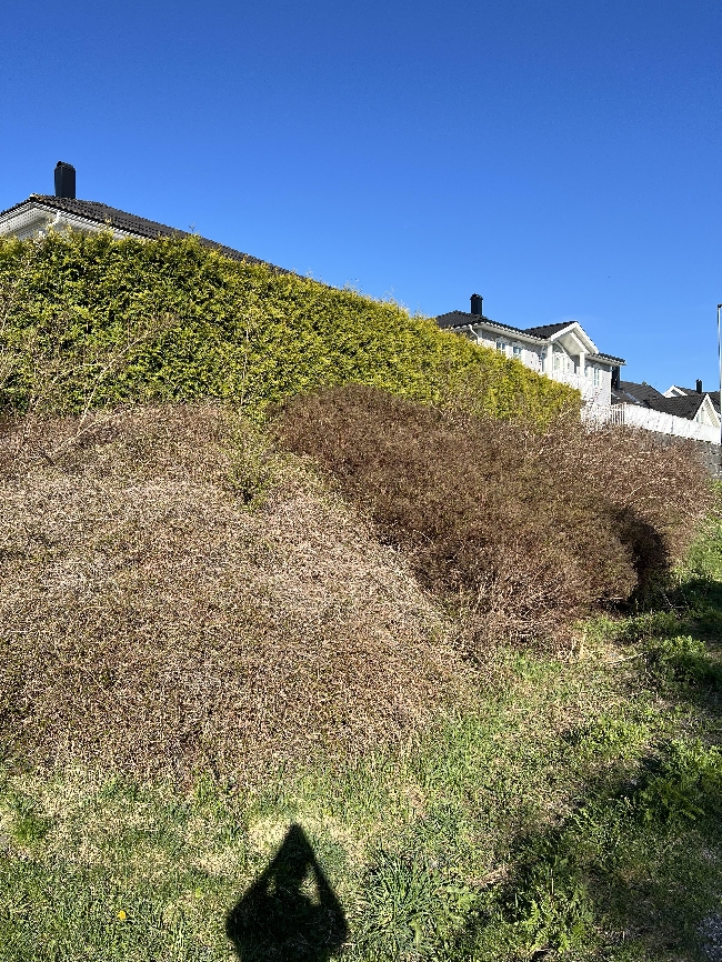 Trenger hjelp til å trimme hekk – Fetsund (Lillestrøm)