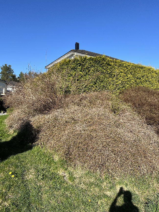Trenger hjelp til å trimme hekk – Fetsund (Lillestrøm)