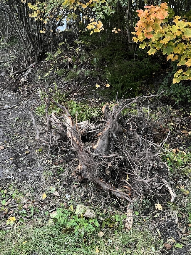 Bortkljøring og kasting av kvisthaug