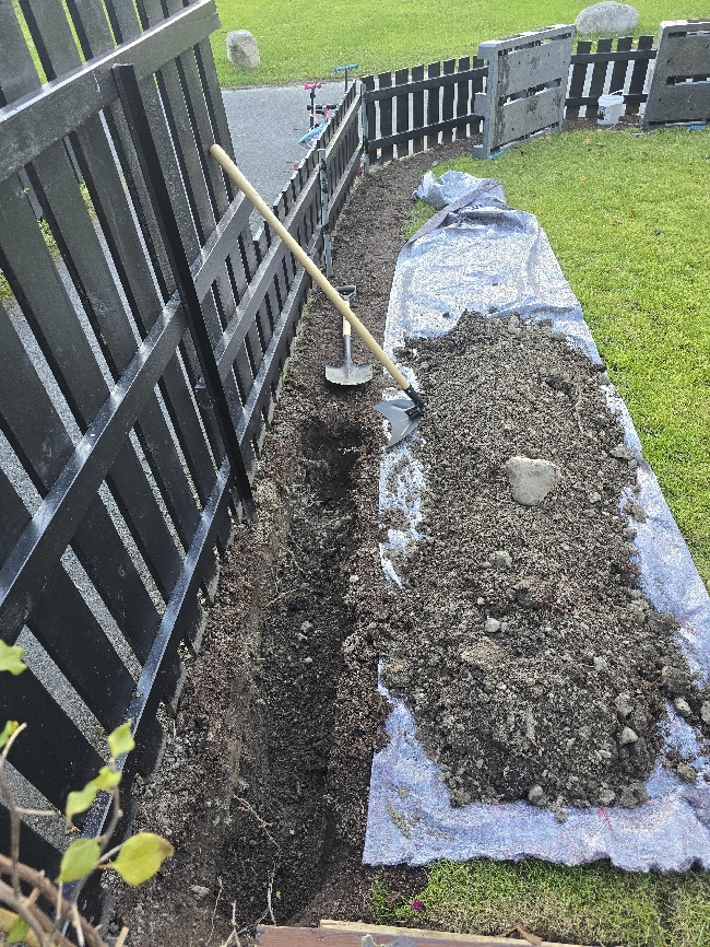 Digging a trench and Planting Thuja