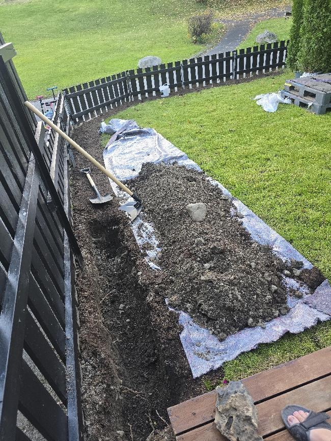Digging a trench and Planting Thuja