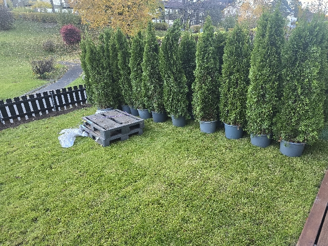 Digging a trench and Planting Thuja