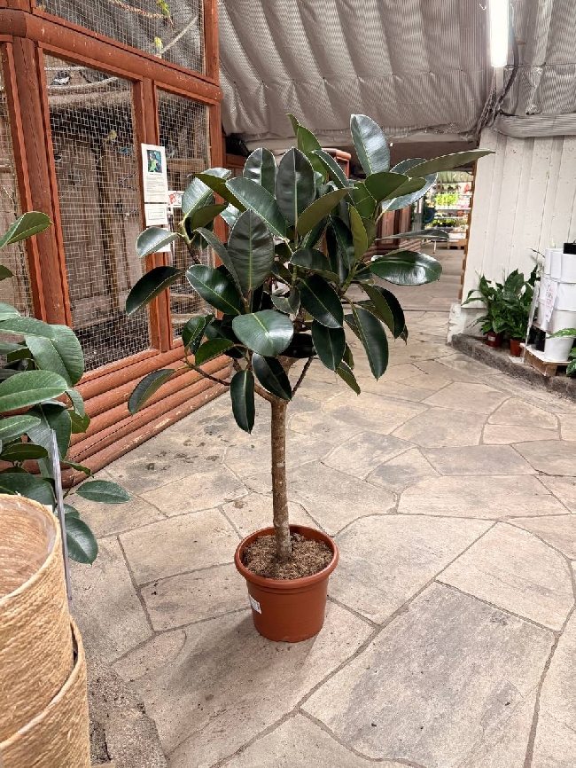 Hente fikus hos plantasjen og 2 nattbord hos skeidar