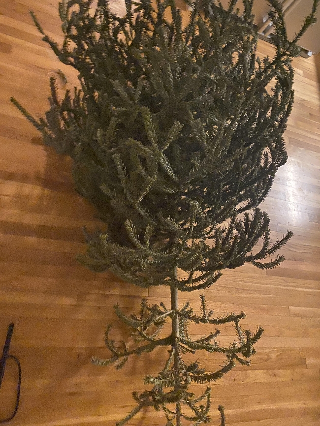 Juletre 1.7 meter høyt