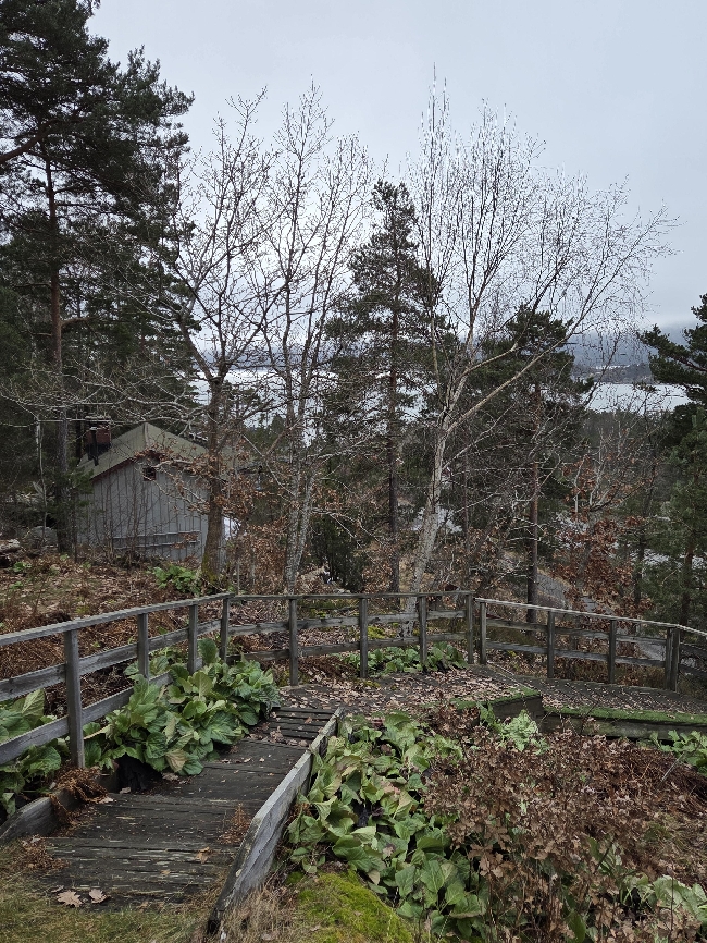 kutte, rydde, fjerne treskudd, busker og kratt på skrå hyttetomt