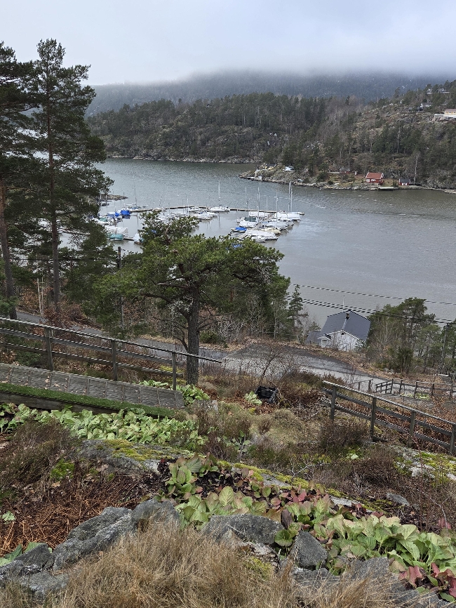 kutte, rydde, fjerne treskudd, busker og kratt på skrå hyttetomt