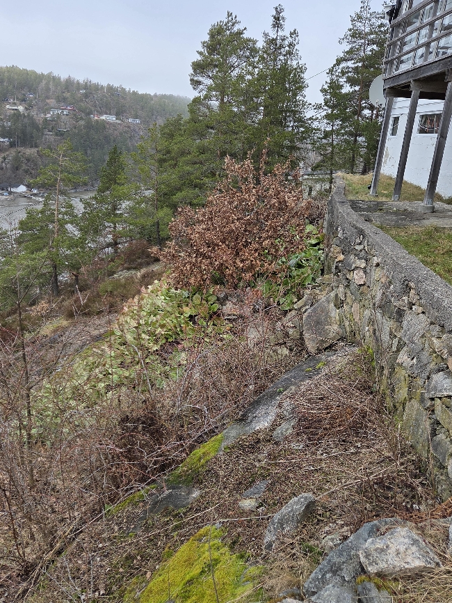 kutte, rydde, fjerne treskudd, busker og kratt på skrå hyttetomt