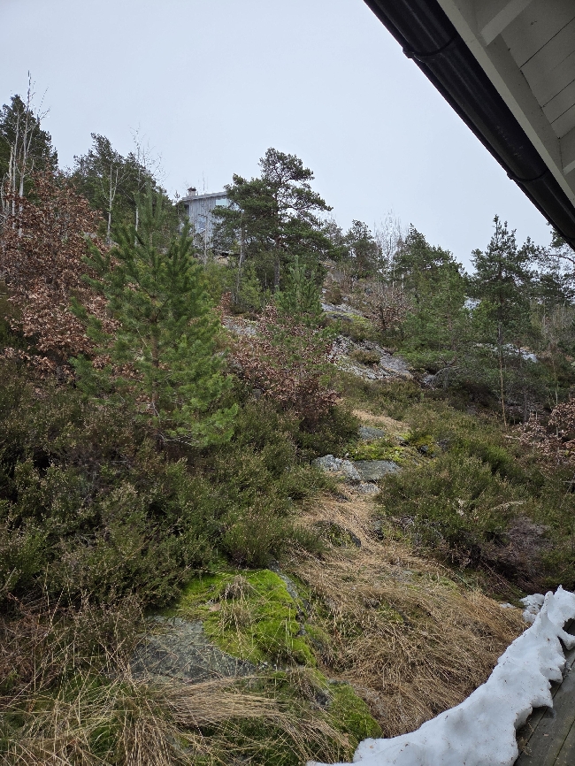 kutte, rydde, fjerne treskudd, busker og kratt på skrå hyttetomt