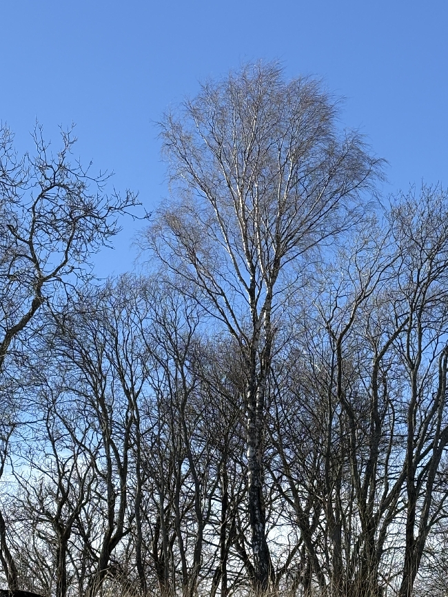 Kronereduksjon Bjørk