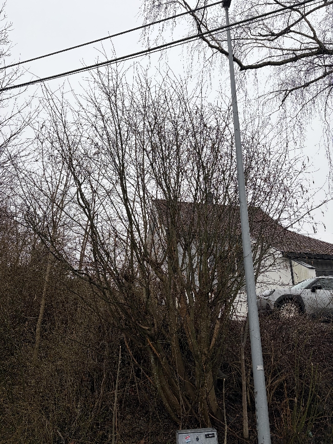 Kappe ned noen småtrær