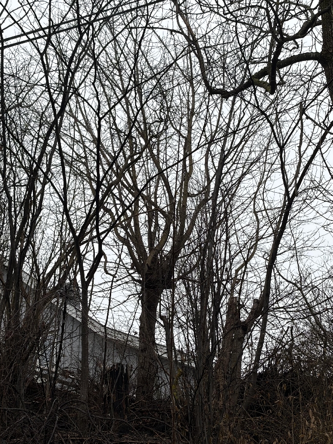 Kappe ned noen småtrær