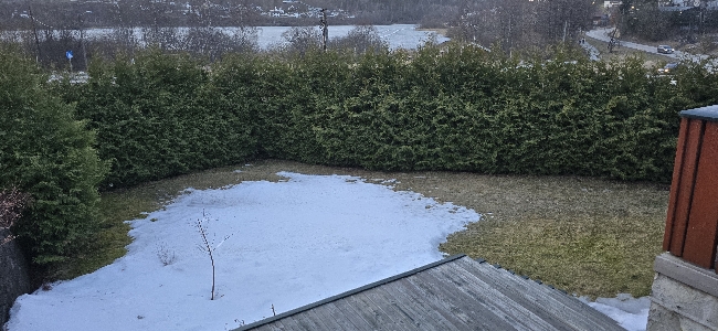 Klipping av Tujahekk