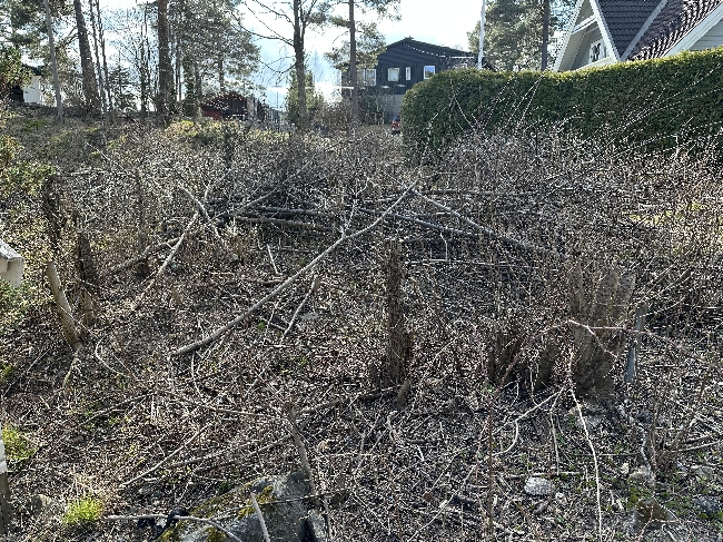 Kaste småtrær og kvister