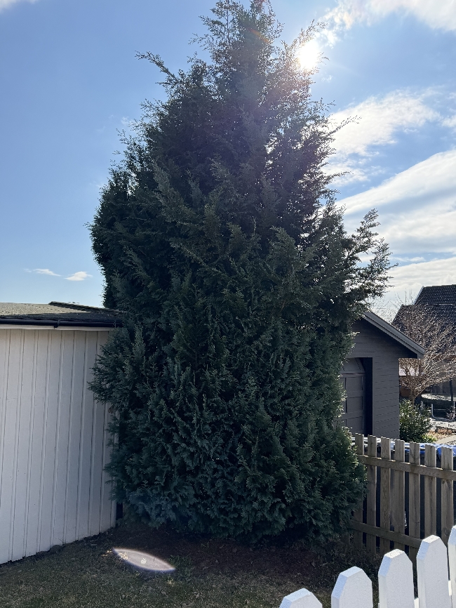 Fjerne tuja + 2 trær