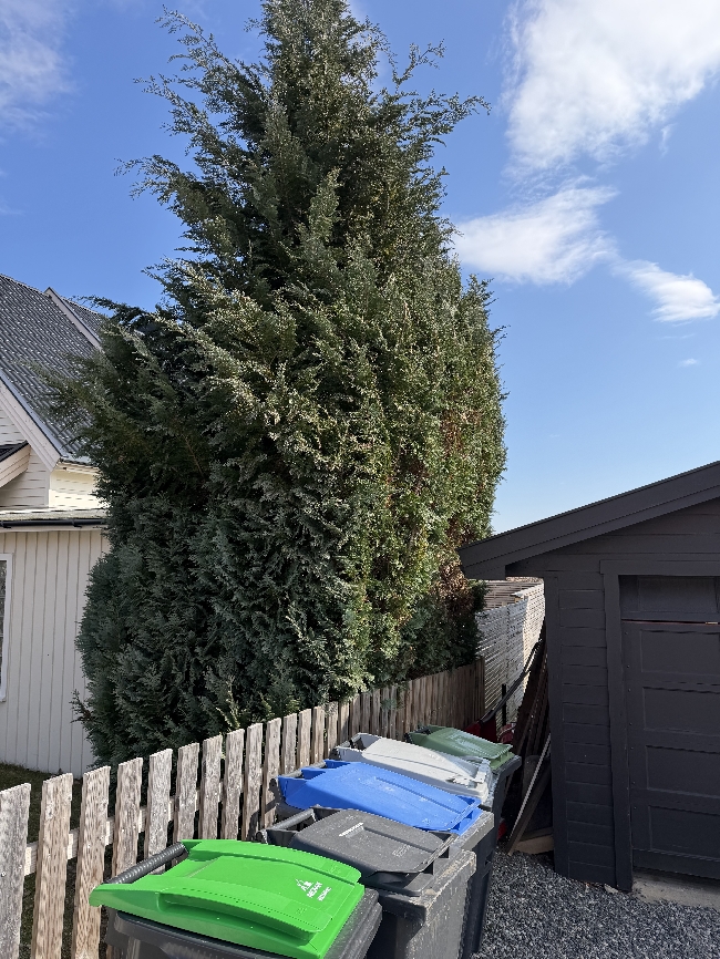 Fjerne tuja + 2 trær