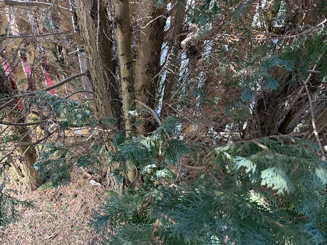 Fjerne tuja + 2 trær