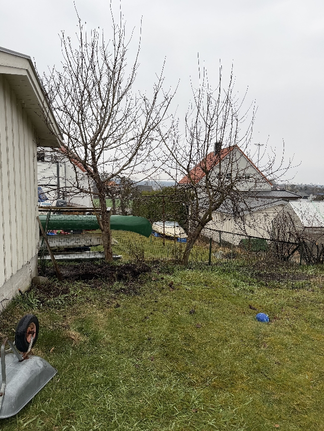 Fjerne tuja + 2 trær