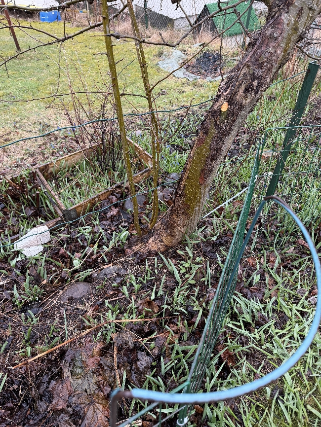 Fjerne tuja + 2 trær