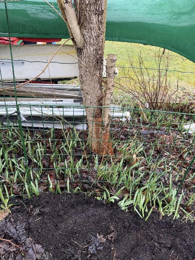 Fjerne tuja + 2 trær