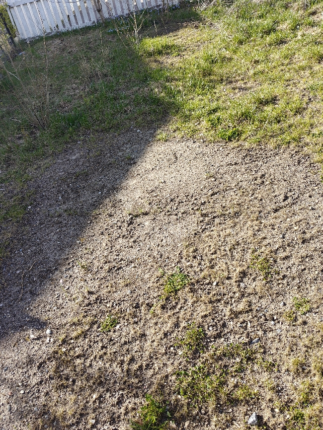 Hagearbeid ønskes – rydding og forbedring av plen