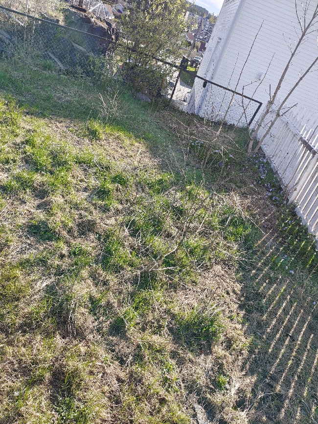 Hagearbeid ønskes – rydding og forbedring av plen