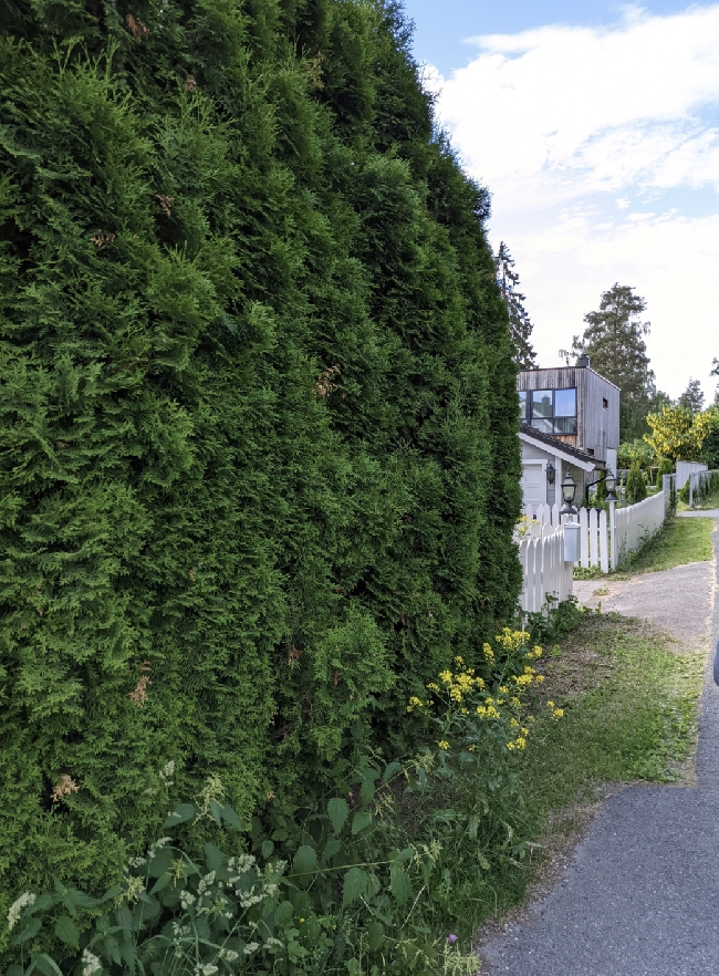 Klipp og beskjæring av tujahekker