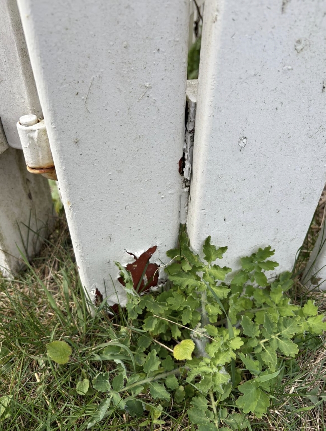 Maling av stakittgjerde og vinduskarmer