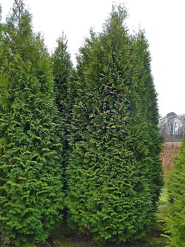 Grave opp thujahekk fra Son og kjøre det til Eidsvoll og grave det ned.