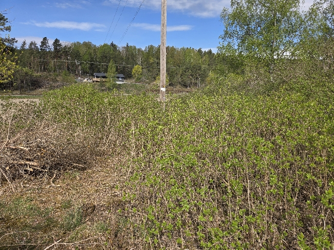 Rydde i hagen