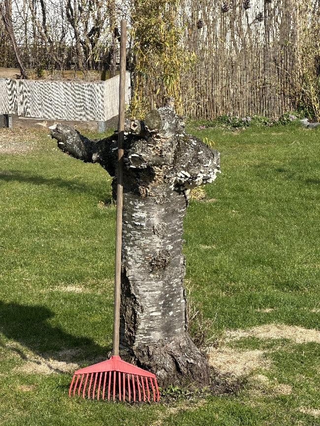 Fjerne trestubben