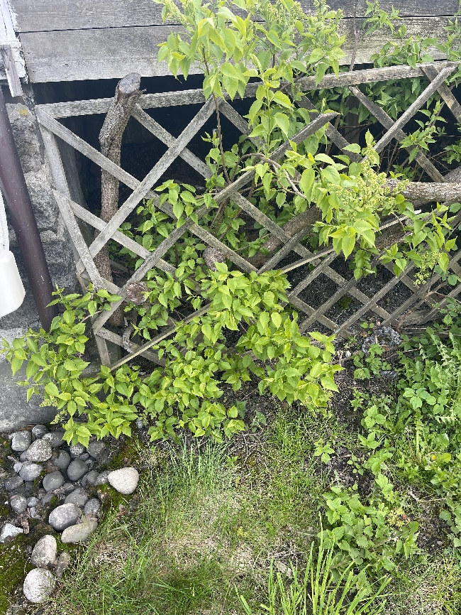 Noen med motorsag?