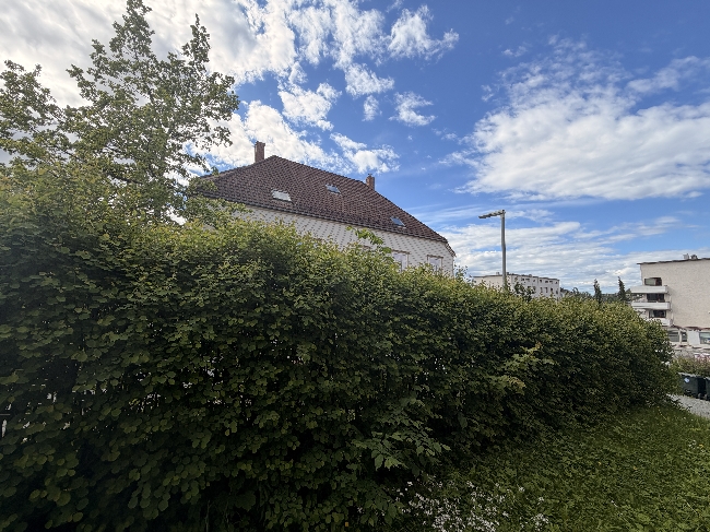 Trimming av hekk