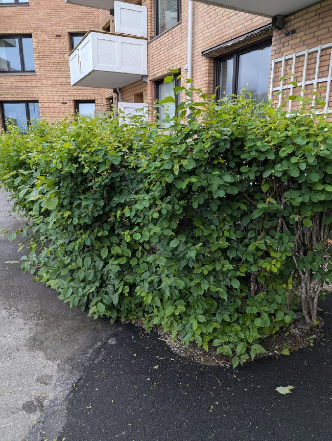 Rydding/trimming i hagen