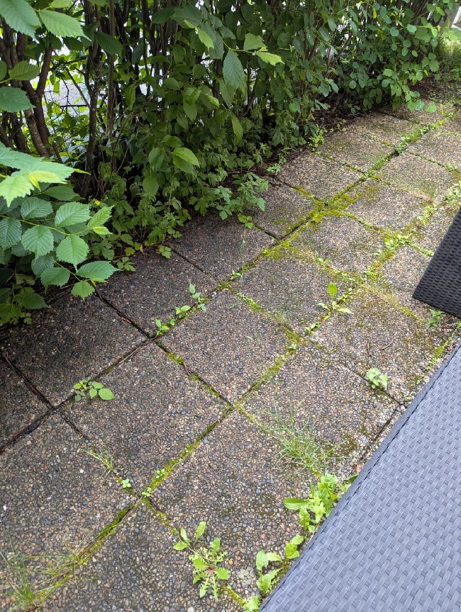 Rydding/trimming i hagen