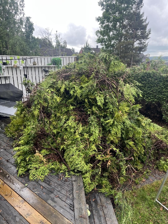 Bortkjøring av hageavfall (tujahekk)