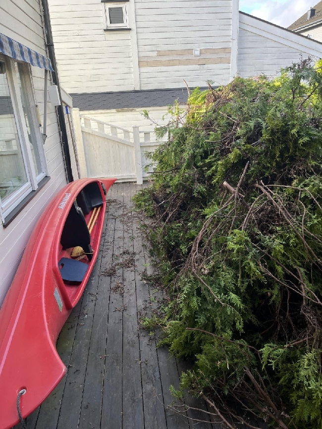 Bortkjøring av hageavfall (tujahekk)