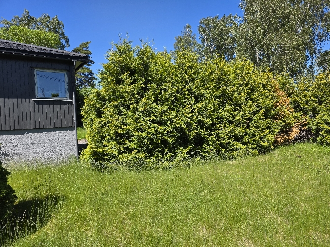 Klipp av stor tuja hekk