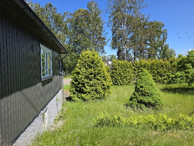 Klipp av stor tuja hekk