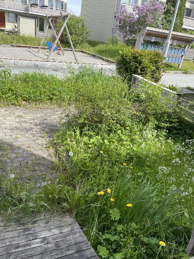 Hagehjelp .Klipp av gress og hekk.