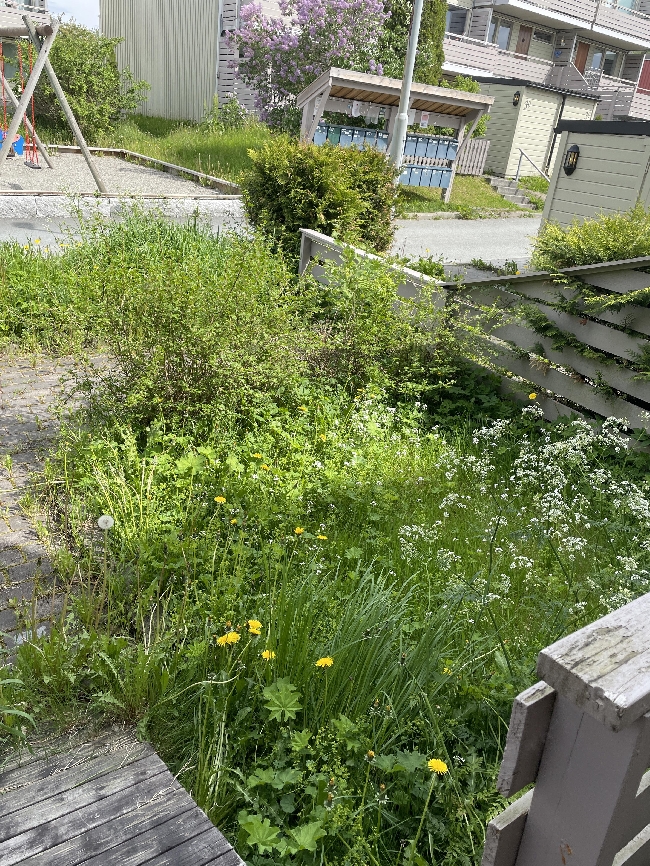 Hagehjelp .Klipp av gress og hekk.