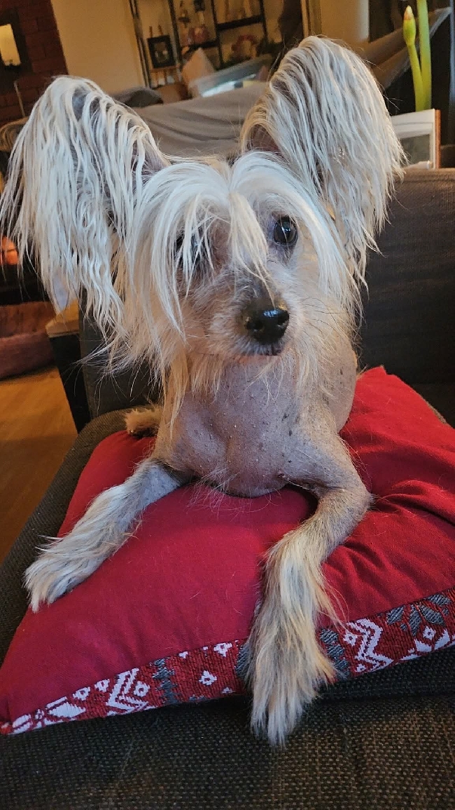 Feriepass av hund