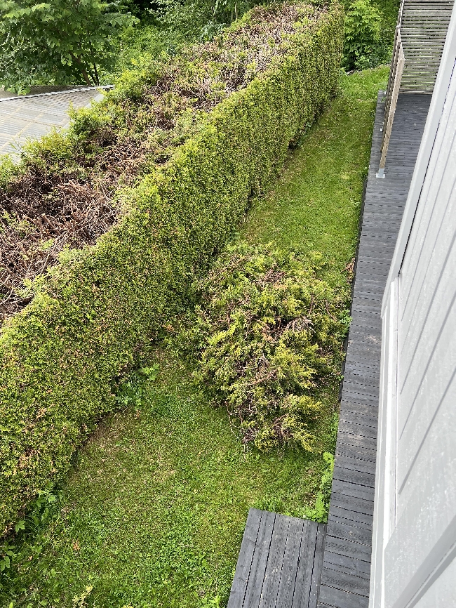 Bortkjøring av hageavfall (hekk)