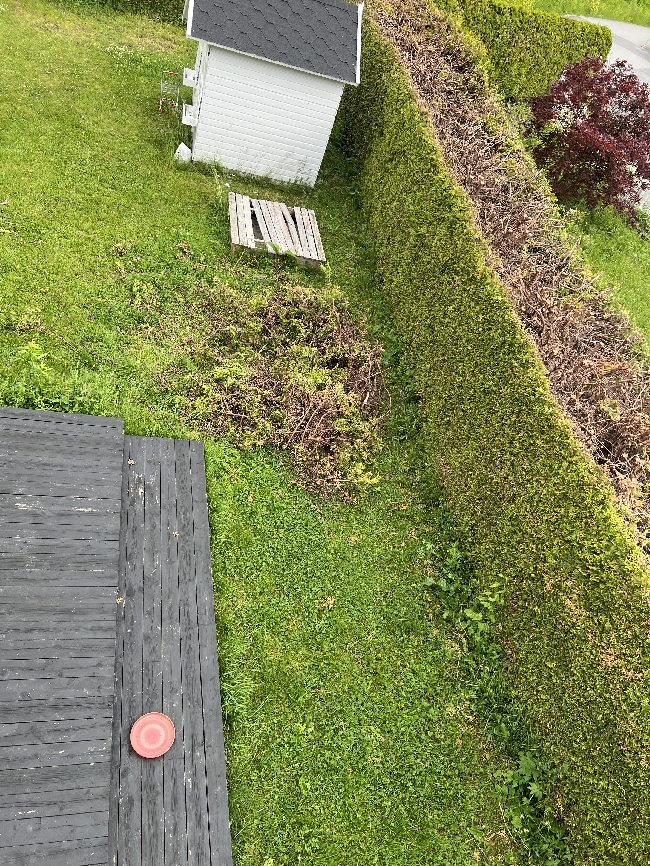 Bortkjøring av hageavfall (hekk)