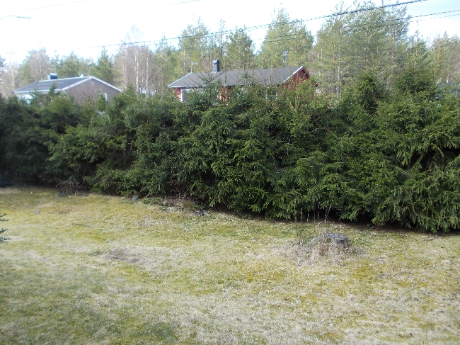Klippe granhekk i Nannestad