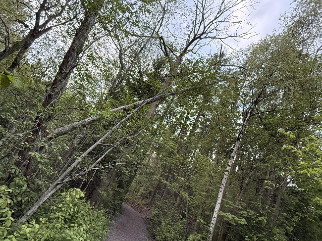 Felle tre som har brukket men ikke falt ned