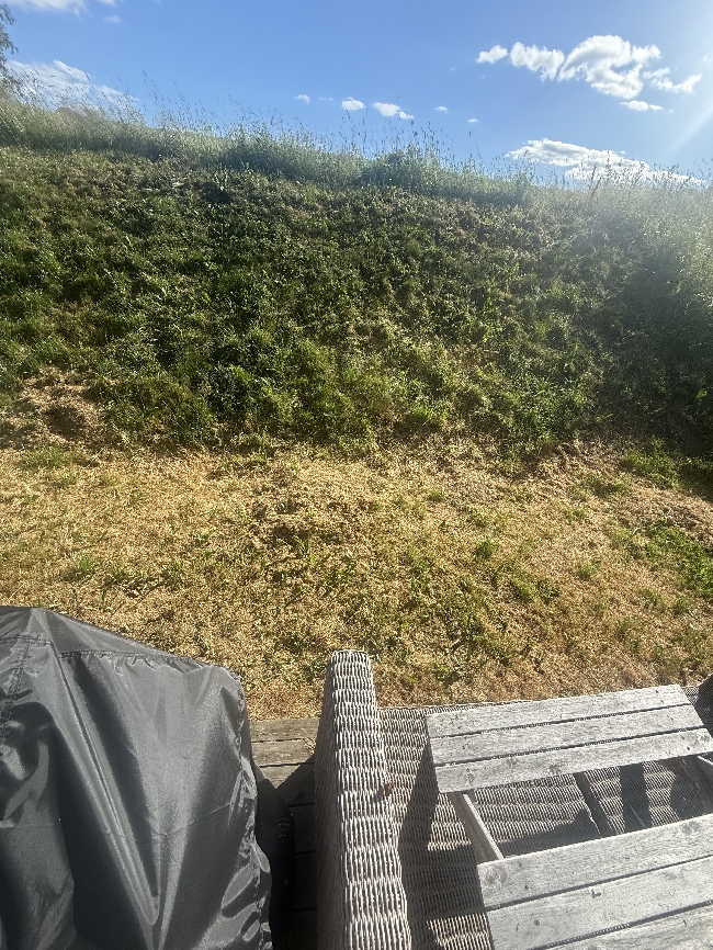 Klipping av gress og fjerning av dødt gress. Mulig renovering av gress