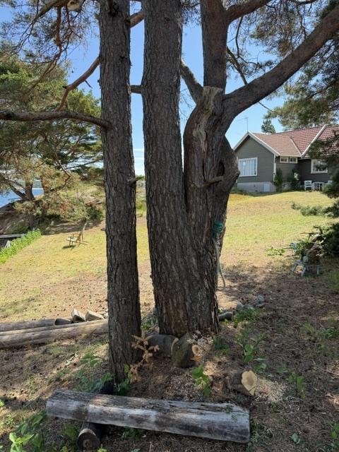 Trefelling