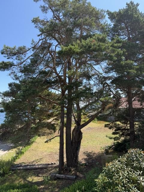 Trefelling