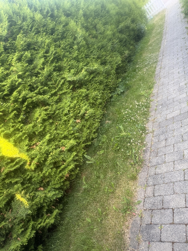 Klippe gress og rake